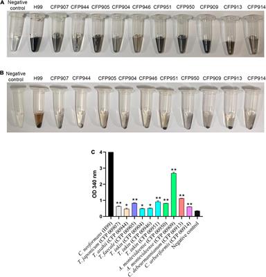Comparative Biophysical and Ultrastructural Analysis of Melanins Produced by Clinical Strains of Different Species From the Trichosporonaceae Family